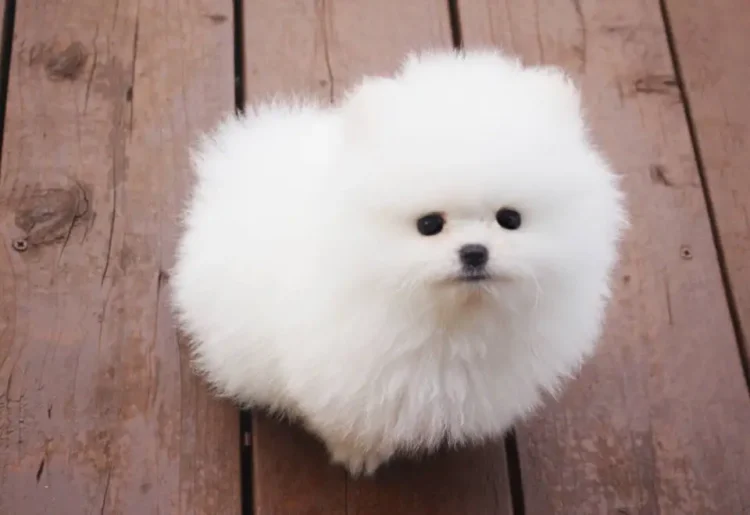Белые и айс-крем щенки померанского шпица