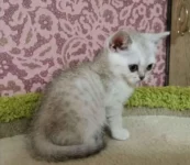 Шотландцы прямоухие в добрые руки, объявление на Татат