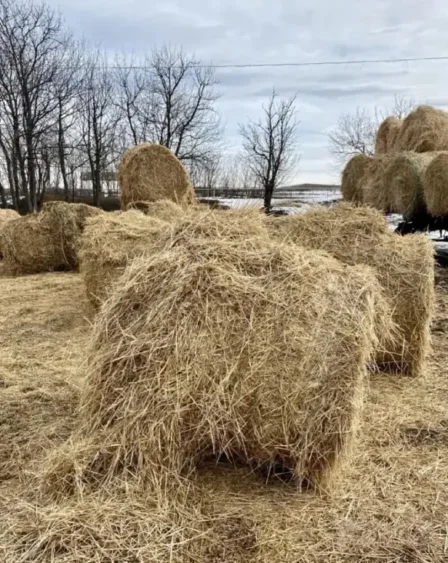 Продам Фермерское хозяйство кфх