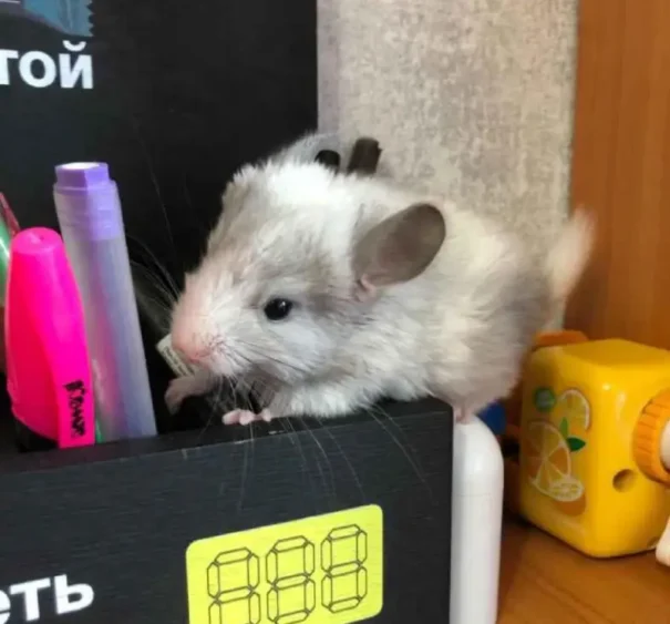 Шиншилла мальчик