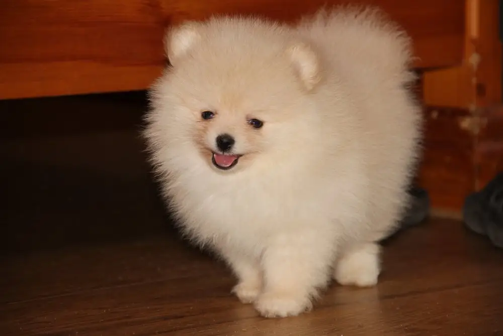 Померанский миниатюрный шпиц кремового окраса, объявление на Татат