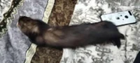 Хорёк с клеткой, объявление на Татат
