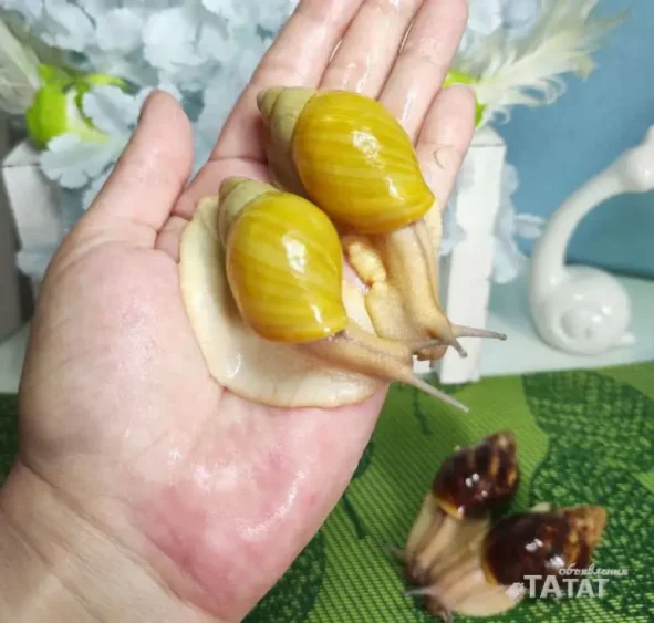 Улитки Архахатина