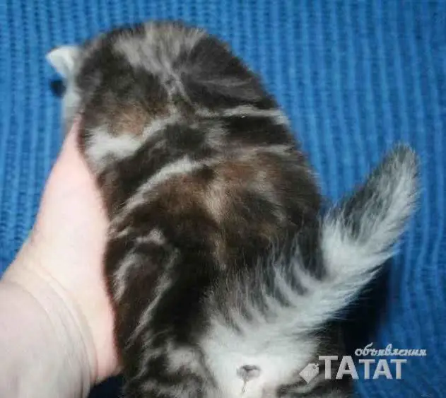 Элитная шотландская кошечка редкого окраса, объявление на Татат