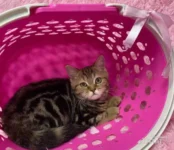 Британские котята, объявление на Татат