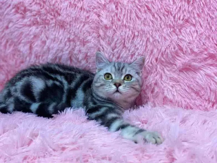 Британские котята, объявление на Татат