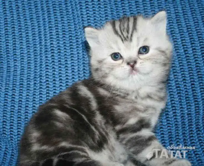 Элитная шотландская кошечка редкого окраса
