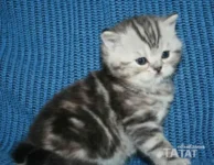 Элитная шотландская кошечка редкого окраса, объявление на Татат