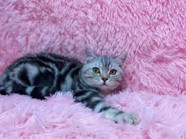 Британские котята