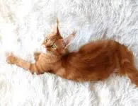 Котята мейн кун питомник Ксенофонт, объявление на Татат