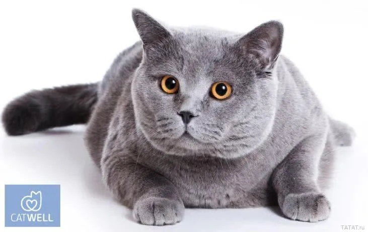 Ветеринарная клиника для кошек CatWell