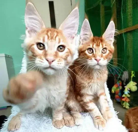 Котята мейн кун питомник Ксенофонт
