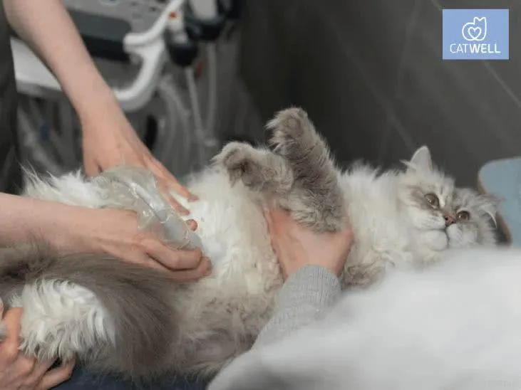 Ветеринарная клиника для кошек CatWell