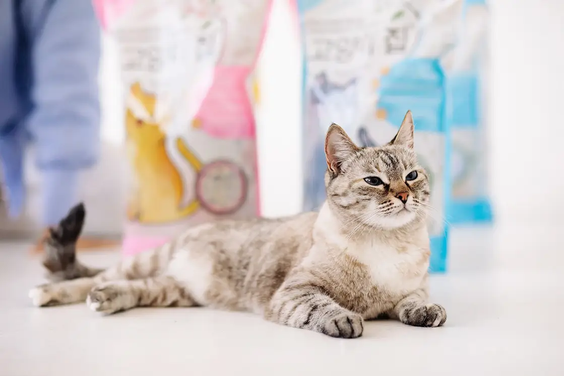 Наполнитель для кошачьего туалета