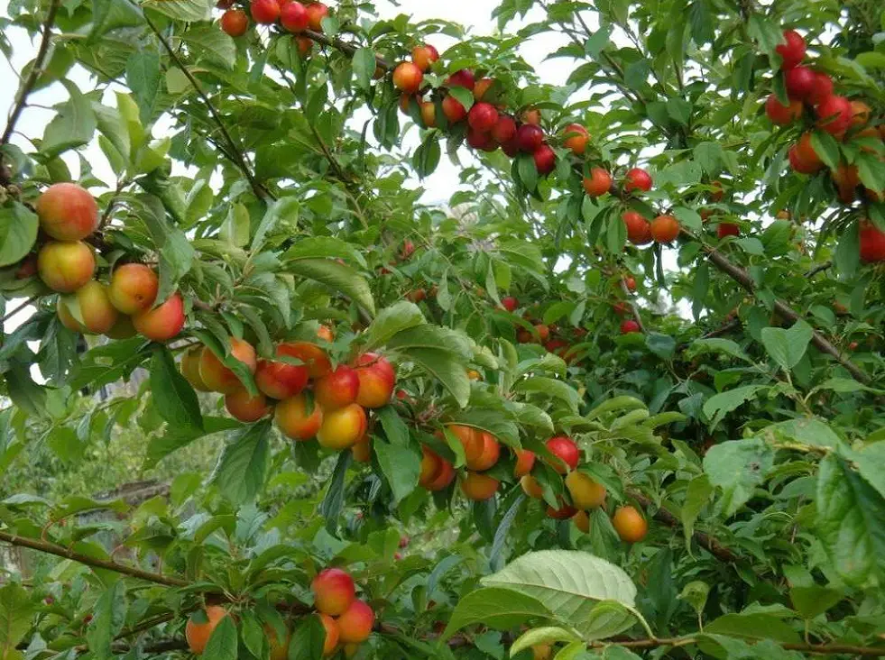 Саженцы с закрытой корневой системой, объявление на Татат
