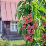 Плодовые деревья и крупномеры для вашего сада