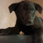 Щенки двухмесячные приучены к разному питанию