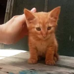 Редкая рыжая кошечка и подружка