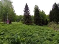 Иван-чай напиток наших славных предков, объявление на Татат