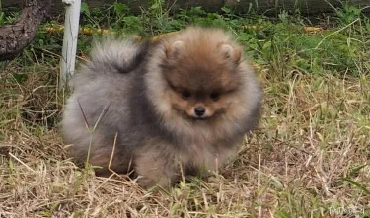 Шпиц померанский мальчик